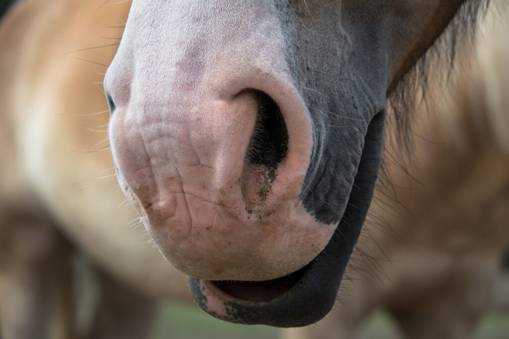 The Bond Between a Rider and their Horse: A Story of Freedom