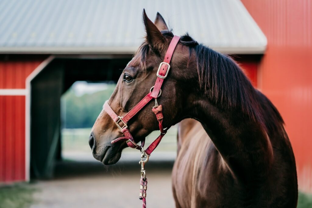 The Bond Between a Rider and their Horse: A Story of Freedom