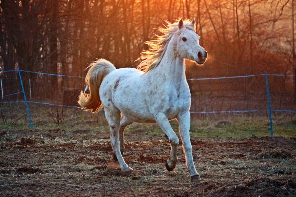 The Bond Between a Rider and their Horse: Lessons in Love