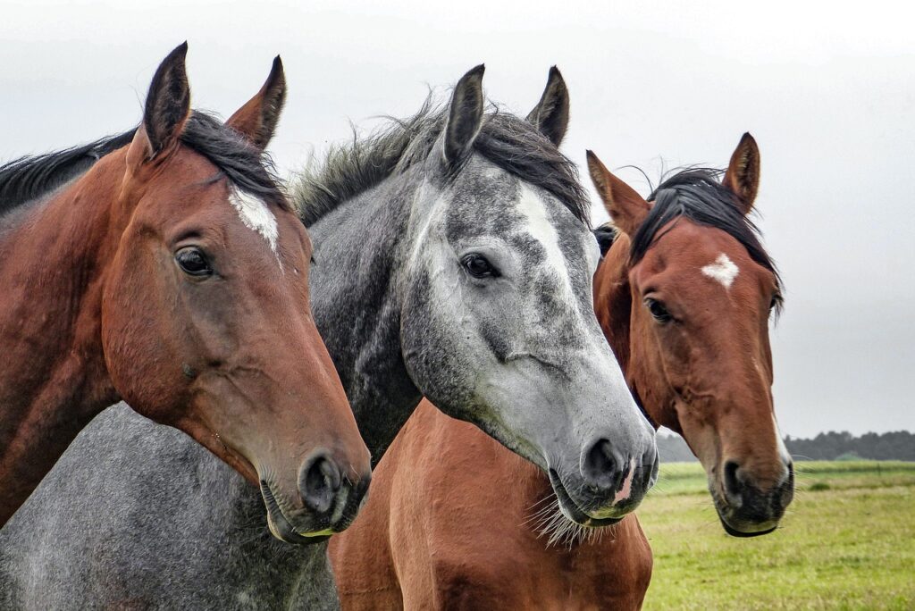 The Bond Between a Rider and their Horse: Lessons in Love